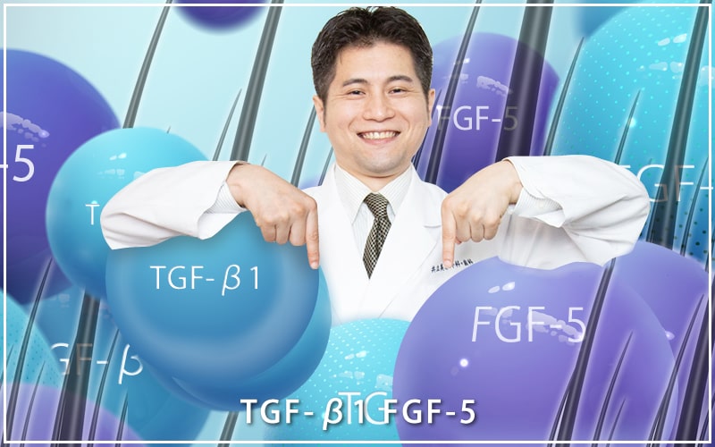 TGF-β1とFGF-5