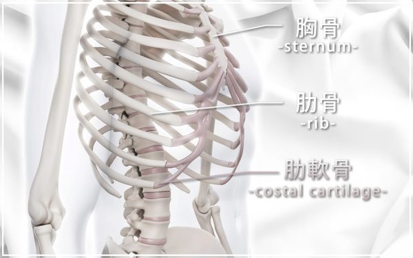 肋軟骨(ろくなんこつ)の位置の解説イラスト